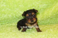 Blockjack-both parents are <5 lbs., a male Yorkshire Terrier for sale in Macon, GA – 7 of 7