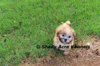 Gibson, a male Mal Shi for sale in Macon, GA – 2 of 10