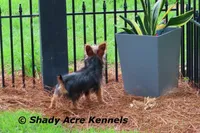 Odie 5.5lb., a male Yorkshire Terrier for sale in Macon, GA – 8 of 10