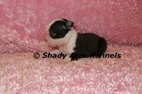 Madeline--ready to go 11-2, a male Boston Terrier for sale in Macon, GA – 6 of 7