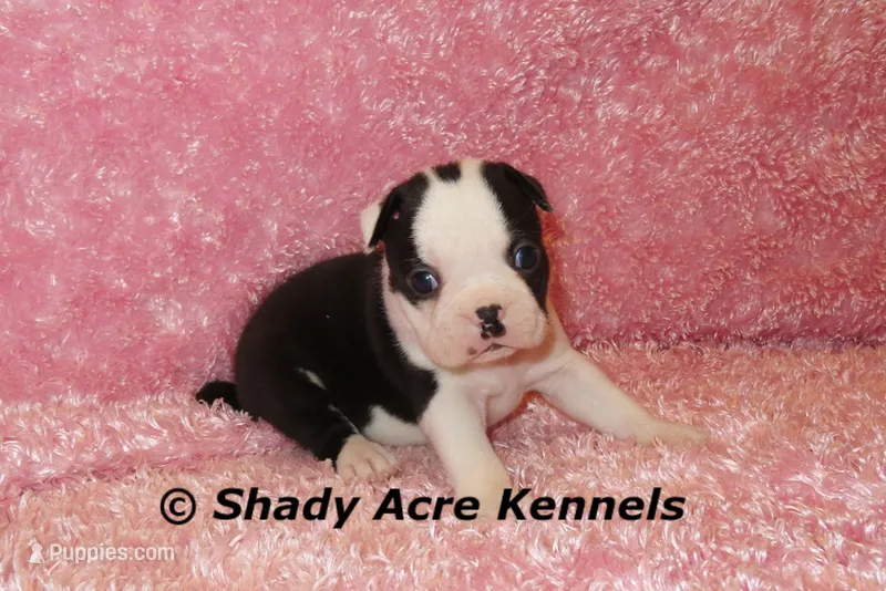 Inaja-with Haggerty Spot – Boston Terrier puppy for sale in Macon, GA