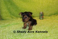SeaBreeze--AKC reg available, a male Yorkshire Terrier for sale in Macon, GA – 7 of 8
