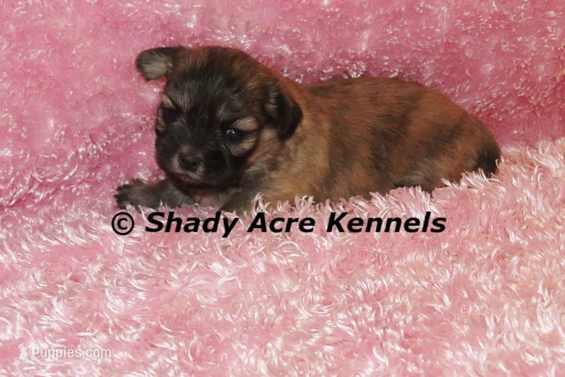 Gibby – Mal Shi puppy for sale in Macon, GA