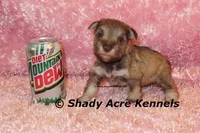 Esther, a female Miniature Schnauzer for sale in Macon, GA – 3 of 9