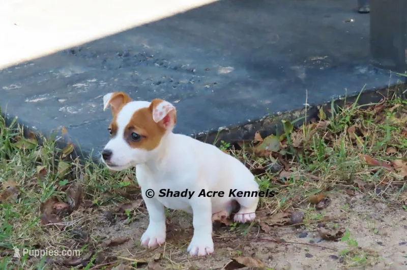 Super Tiny Shorty Anagi – Jack Russell Terrier puppy for sale in Macon, GA
