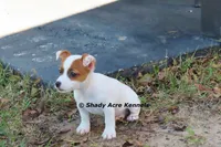 Super Tiny Shorty Anagi, a female Jack Russell Terrier for sale in Macon, GA – 3 of 7