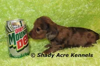 Long Coat Dapple Yamaha, a male Miniature Dachshund for sale in Macon, GA – 6 of 8