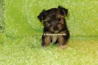 AKC Buckaroo, a male Yorkshire Terrier for sale in Macon, GA – 6 of 8