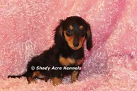 Long coat Lola--AKC registerable, a female Miniature Dachshund for sale in Macon, GA – 9 of 10