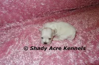 Dianna, a female Mal Shi for sale in Macon, GA – 3 of 7