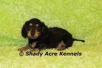 Long Coat Lochlan--AKC registerable, a male Miniature Dachshund for sale in Macon, GA – 9 of 10