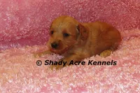 F1b MINI Lathy--average weight 30lbs, a female Miniature Goldendoodle for sale in Macon, GA – 8 of 8