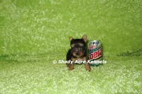 AKC Central-average <4lb--Parent pics listed, a male Yorkshire Terrier for sale in Macon, GA – 2 of 7