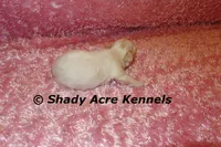 Dianna, a female Mal Shi for sale in Macon, GA – 4 of 7