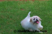 Shichon Magelan, a male Shichon for sale in Macon, GA – 9 of 9