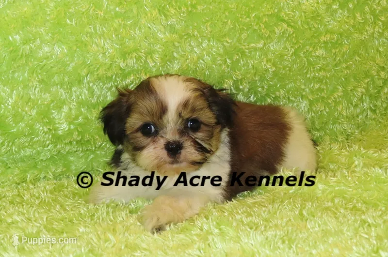 Kile – Shih Tzu puppy for sale in Macon, GA