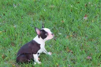 Duchess with Haggerty Spot, a female Boston Terrier for sale in Macon, GA – 8 of 9