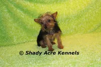 Frederick--5lbs, a male Yorkshire Terrier for sale in Macon, GA – 7 of 7