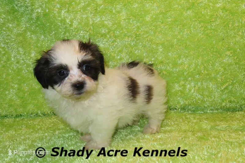 Macaroni – Shichon puppy for sale in Macon, GA