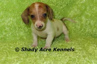Long Coat Yang, a male Miniature Dachshund for sale in Macon, GA – 3 of 8