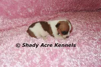Smooth Shorty Cheela, a female Jack Russell Terrier for sale in Macon, GA – 2 of 5