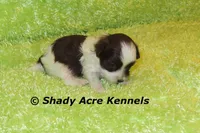 RobinHood, a male Havamalt for sale in Macon, GA – 5 of 7