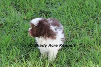 RobinHood, a male Havamalt for sale in Macon, GA – 7 of 10