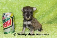 Esdras, a male Miniature Schnauzer for sale in Macon, GA – 4 of 7