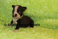 Mabo--ready to go 11-2, a male Boston Terrier for sale in Macon, GA – 5 of 7