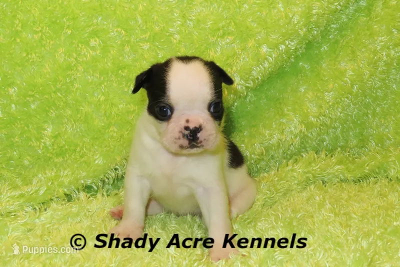 Indy--Splash with a Haggerty Spot – Boston Terrier puppy for sale in Macon, GA