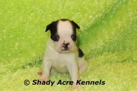 Indy--Splash with a Haggerty Spot, a male Boston Terrier for sale in Macon, GA – 4 of 7