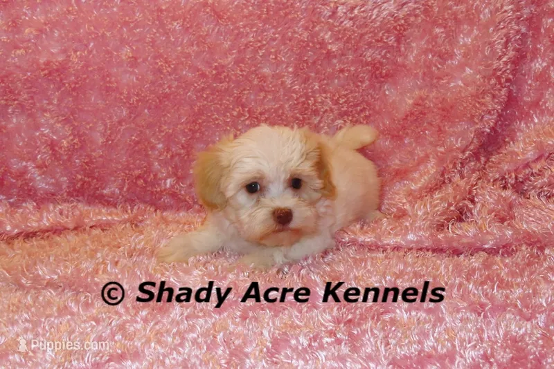Rolanda – Havamalt puppy for sale in Macon, GA