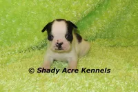 Indy--Splash with a Haggerty Spot, a male Boston Terrier for sale in Macon, GA – 5 of 7