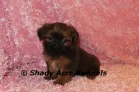 Kinsley, a female Shih Tzu for sale in Macon, GA – 2 of 8