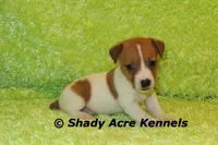 Shorty Giuliano, a male Jack Russell Terrier for sale in Macon, GA – 4 of 8