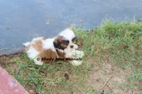 Killer--Parent pics too, a male Shih Tzu for sale in Macon, GA – 7 of 10