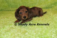 Long Coat Dapple Yamaha, a male Miniature Dachshund for sale in Macon, GA – 9 of 10