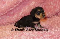 Long Coat Lodybug, a female Miniature Dachshund for sale in Macon, GA – 5 of 7