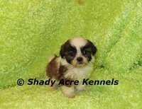 Killer, a male Shih Tzu for sale in Macon, GA – 7 of 7