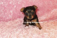 Bloxie-both parents are <5 lbs., a female Yorkshire Terrier for sale in Macon, GA – 5 of 9