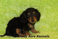 Long Coat Loddy, a female Miniature Dachshund for sale in Macon, GA – 2 of 7