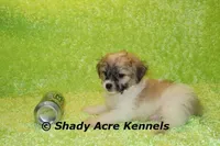 Magelan, a male Shichon for sale in Macon, GA – Photo 1 of 10