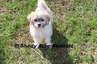 Shichon Magelan, a male Shichon and Mal Shi for sale in Macon, GA – Photo 3 of 7