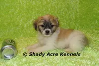 Magelan, a male Shichon for sale in Macon, GA – Photo 3 of 10