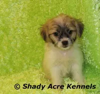 Magelan, a male Shichon for sale in Macon, GA – Photo 4 of 10