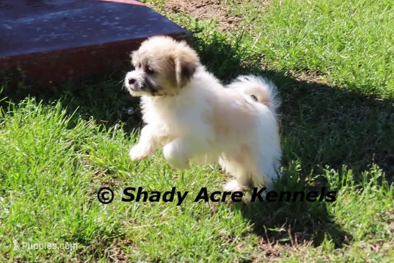 Shichon Magelan – Shichon, Mal Shi puppy for sale in Macon, GA
