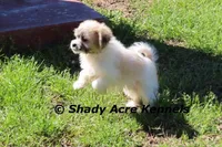 Shichon Magelan, a male Shichon and Mal Shi for sale in Macon, GA – Photo 2 of 7