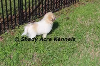 Shichon Magelan, a male Shichon and Mal Shi for sale in Macon, GA – Photo 7 of 7