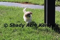 Shichon Magelan, a male Shichon and Mal Shi for sale in Macon, GA – Photo 6 of 7