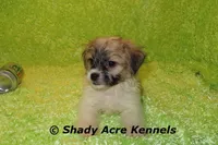 Magelan, a male Shichon for sale in Macon, GA – Photo 2 of 10